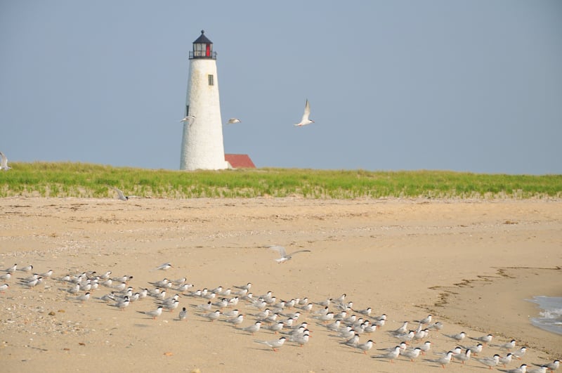 A Nantucket beach flocked by seagulls, with an historic lighthouse standing in the background