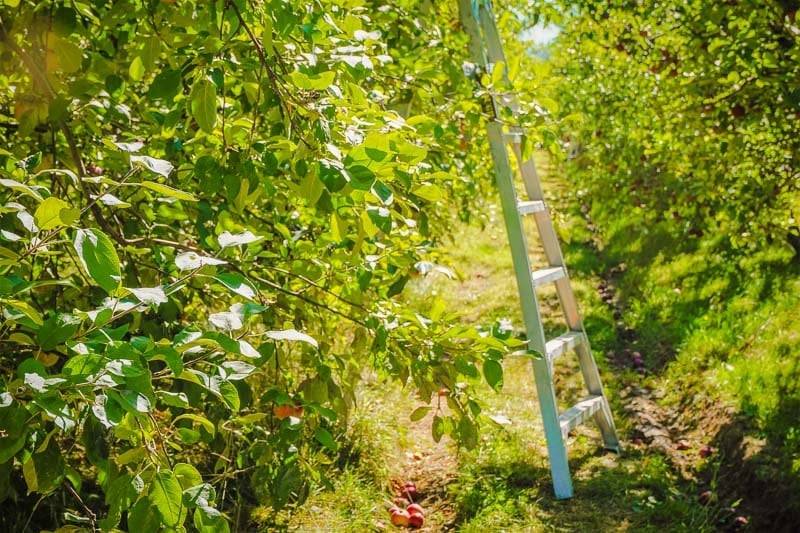 Apple picking is a fun family activity during fall in New England.