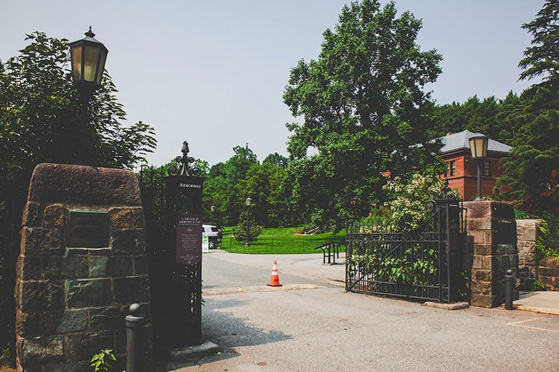 Arnold Arboretum nature's haven, diverse flora, and tranquil beauty in vibrant Boston