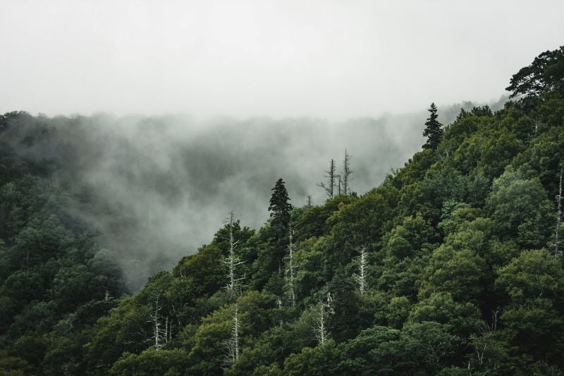 A serene forest scene in Asheville blanketed by morning fog, one of the most unique places in Southeast USA
