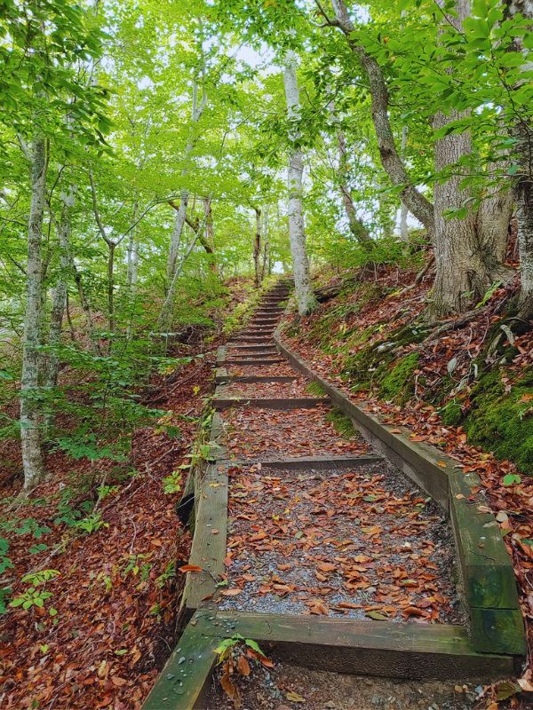The Beech Forest Trail provides an enchanting hiking experience through a serene forest ecosystem on Cape Cod.