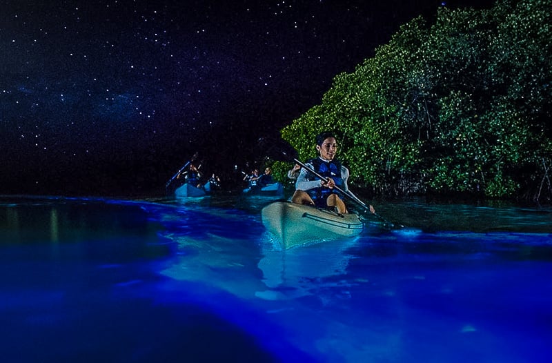 Take a bioluminescent kayaking tour in Florida, and you'll see why it's one of the best hidden gems in Florida
