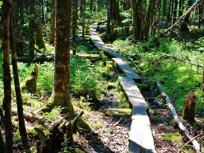The Bold Coast Trail in New England's Down East region is a hidden gem, a must-visit for hikers and nature lovers.