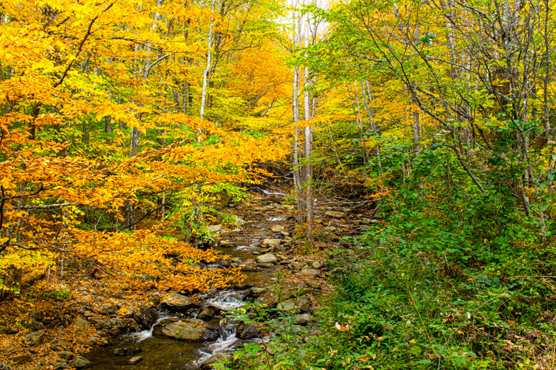 Stroll through Burlington, Vermont's colorful forests, and experience nature as it paints a masterpiece