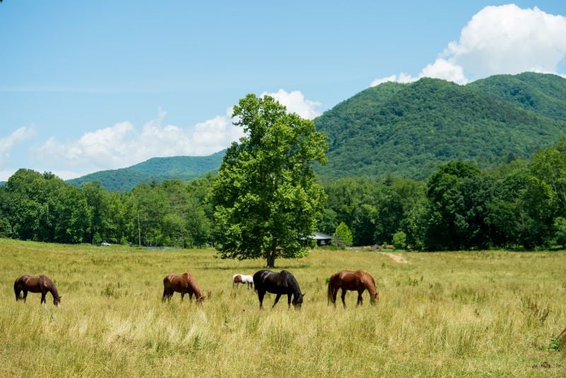 Experience the serenity of Cade's Cove, where nature's beauty knows no bounds