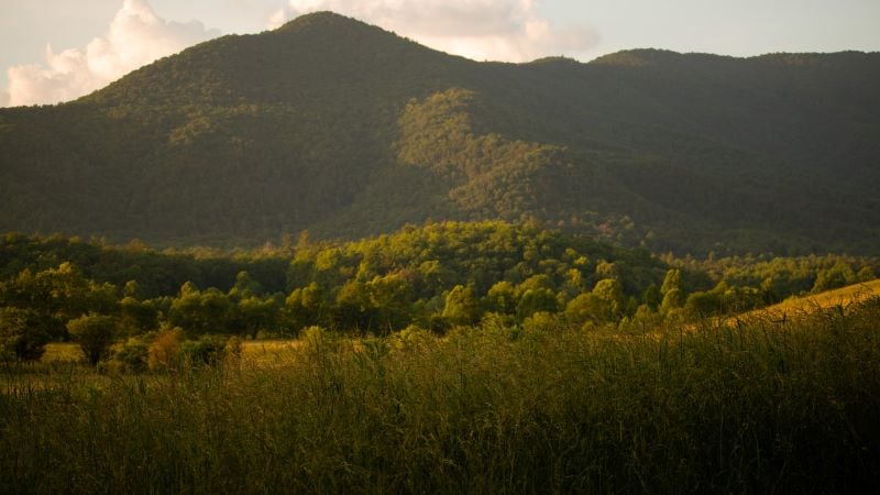Discover the hidden gems of Cades Cove, where wildlife roams freely in its natural habitat
