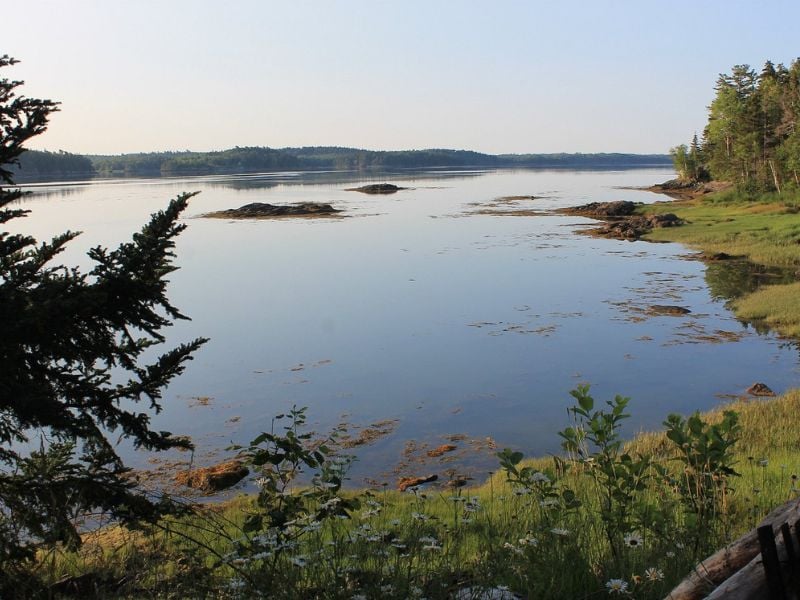 Cobscook Bay State Park is an ideal destination to immerse yourself in the untamed beauty of Maine.