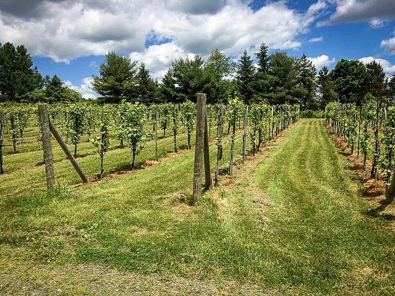 There's no better way to end a day exploring Connecticut than enjoying a glass of wine at a vineyard.