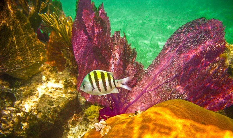 Dry Tortugas National Park and its underwater paradise is one of the most beautiful places on the east coast.