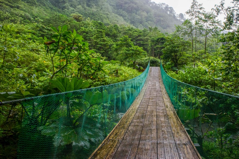 A hanging bridge stretches across a lush greenery.