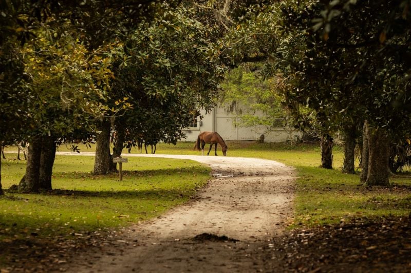A serene scene on Cumberland Island featuring towering trees and a horse in the distance