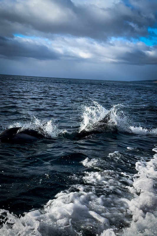 Dolphins breaching the water