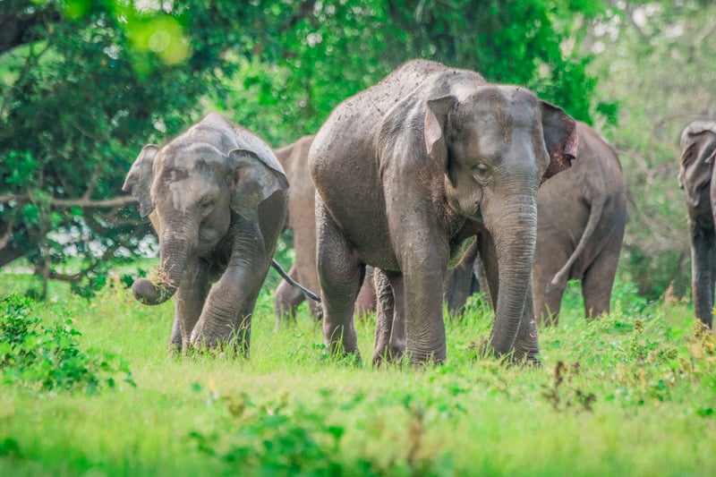 Bucket list goals entail getting up close and personal with elephants