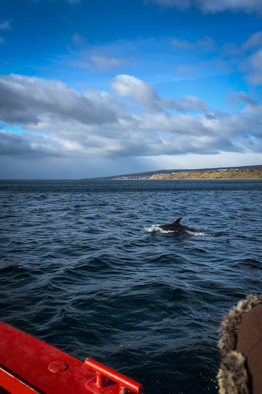 Spotting dolphin fins on boat tour