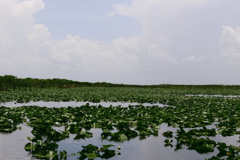 Immerse yourself in the untamed beauty of Everglades National Park