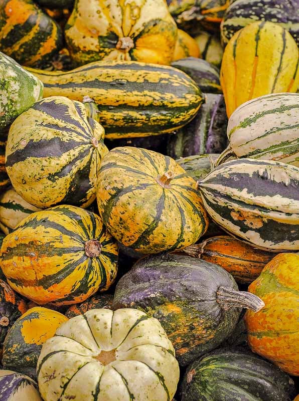 Fall festivals in New England coincide with the autumn harvest.