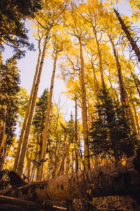 Flagstaff, Arizona: Cool breezes, tall pines, refreshing summer escape from desert heat