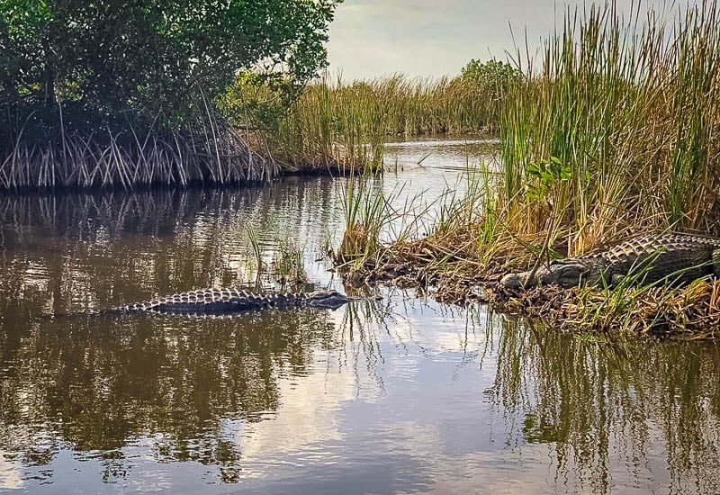 Crocodiles and alligators are just some of the wildlife you'll see in Everglades National Park.