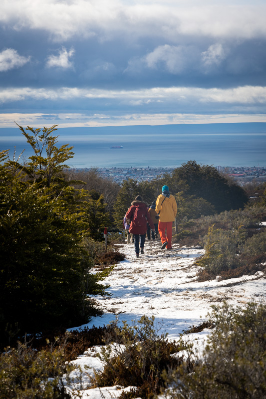 Forest bathing in the Reserva Nacional Magallenes