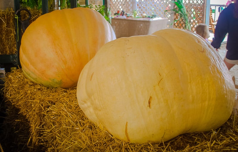 Want to see a giant pumpkin? Head to the Topsfield Fair this fall.