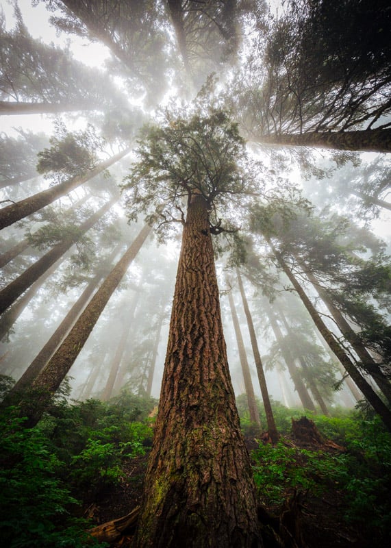 Giant redwood trees