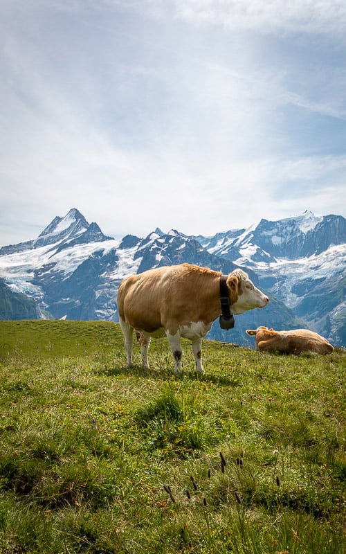 Happy cows in the Swiss Alps on Grindelwald First