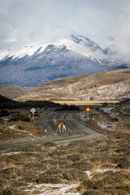 Guanaco crossing the road