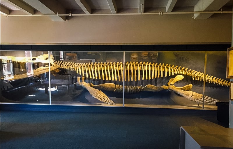 If dinosaur fossils intrigue you, don't miss this incredible museum in Cambridge.