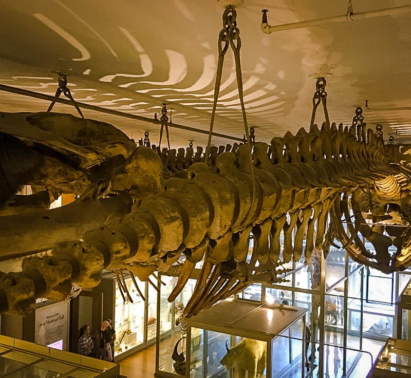 The Harvard Museum of Natural History is one of the best things to do in Cambridge, Massachusetts.