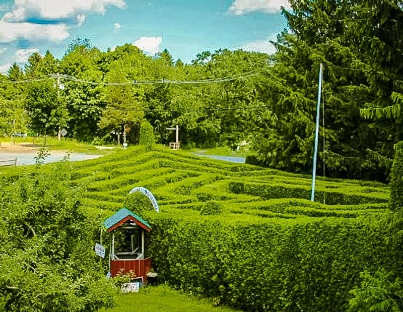Hedge maze at Honey Pot Hill Orchards