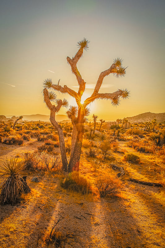 Joshua Tree National Park in USA