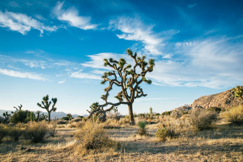 Visit Joshua Tree and Death Valley National Parks for unique landscapes and added adventure.