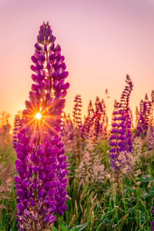 Lupines in Cape Cod