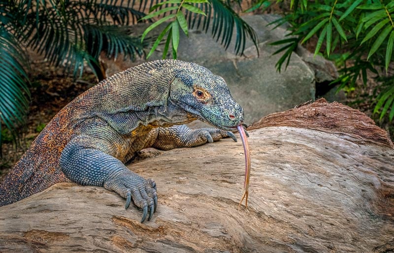 Add seeing Komodo dragons to your bucket list.