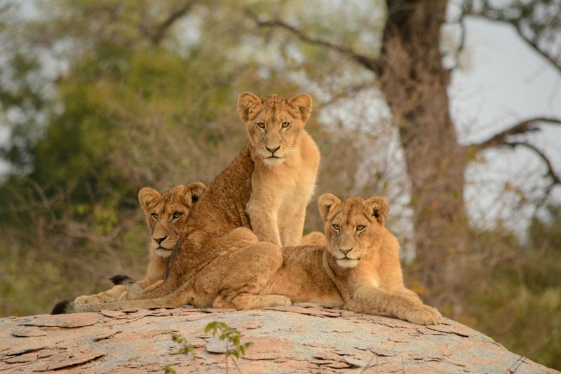A safari in Kruger National Park, South Africa, to see the Big Five is transformational, offering a powerful connection to wildlife.