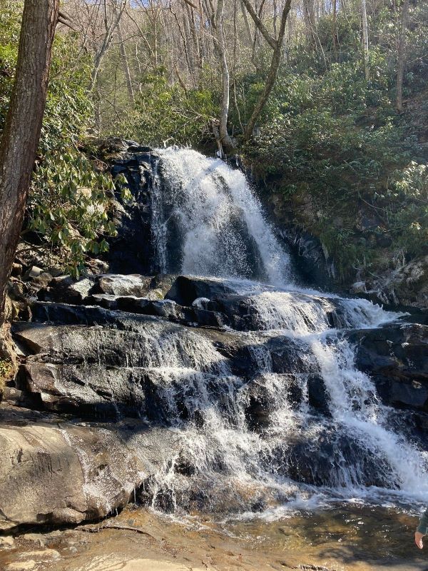 A close-up view of Laurel Falls showcasing a stunning crystal-clear waterfall surrounded by lush greenery