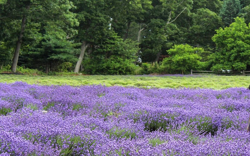 Lavender By The Bay is a fragrant haven on Long Island, where vibrant fields of lavender create a serene escape.