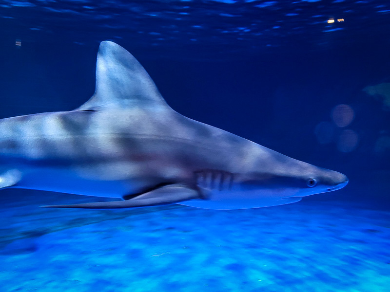 The Maritime Aquarium at Norwalk is not only a fun thing to do in CT, but also a great way to learn about the local marine life.