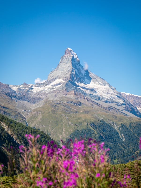 View of the Matterhorn and wildflowers