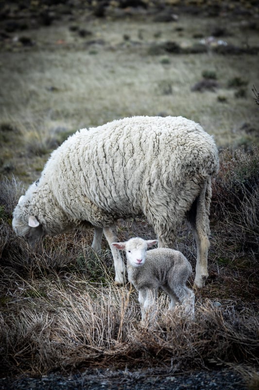 Baby sheep (lamb) with its mother