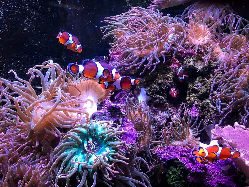 The Mystic Aquarium is the perfect place for families to spend a day learning about the marine world. 