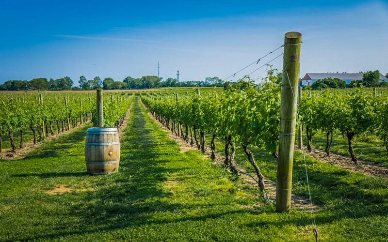 Visit Newport Vineyards in Rhode Island: A unique 100-acre farm with award-winning wines to suit every palate.