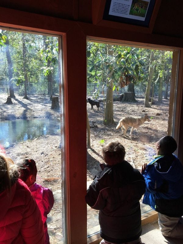 Oatland Island Wildlife Center is a fun spot in Savannah for young adults seeking an educational and entertaining outdoor experience.