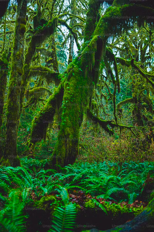 Explore Olympic National Park: Trails unveil serene escapes in lush greenery