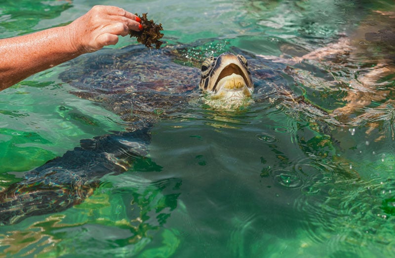 The Pacific Sea Turtle Volunteer Project protects turtles from poaching and ensures hatchlings reach the sea safely.