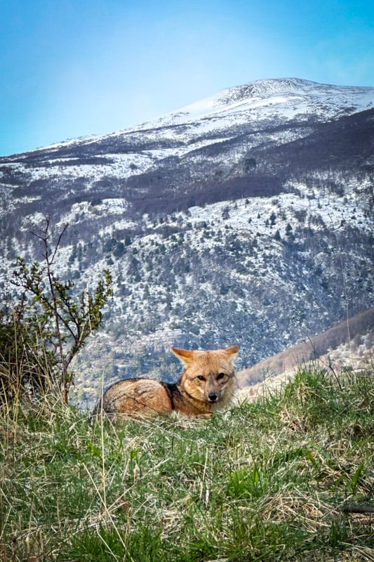 The resident fox at the Hotel Lago Grey