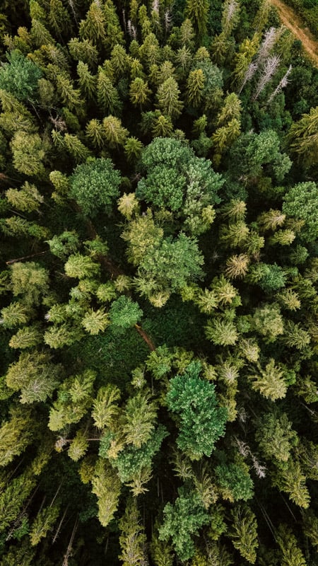 Planting trees are things to put on your bucket list