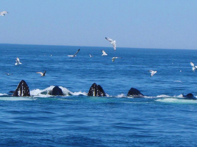 Embark on a thrilling Provincetown whale watching journey, one of the best things to do in Provincetown, MA