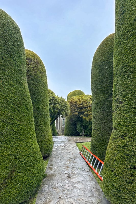 Gorgeous cypress trees inside the cemetary