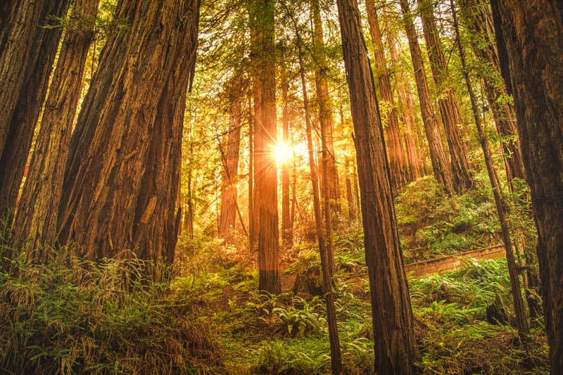 Redwood National Park 